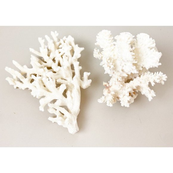Natural Real Genuine White Ocean Coral Clusters (QTY 2) Decor Aquarium Decor GUC
